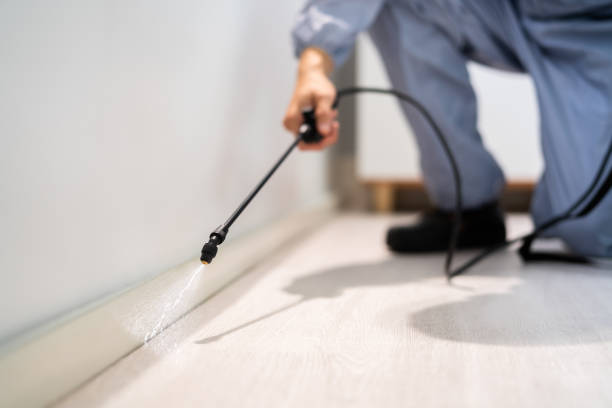 Best Flea Control Services  in Missoula, MT