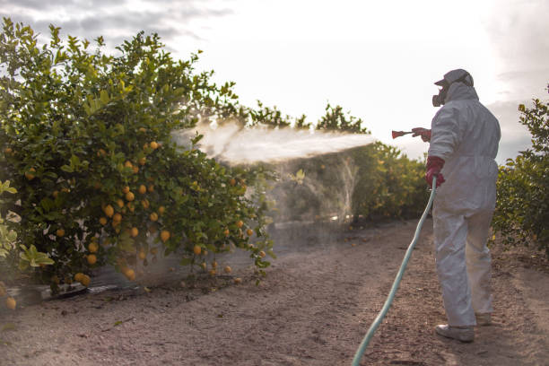 Best Termite Control Services  in Missoula, MT