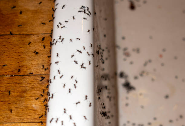 Professional Pest Control in Missoula, MT